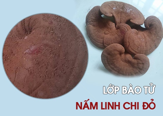 Phân biệt nấm linh chi