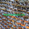 trang trại nấm linh chi sạch long khánh
