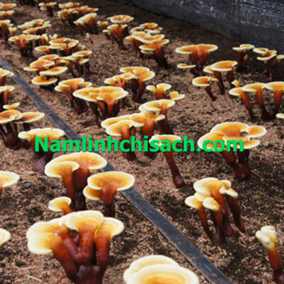 trang trại nấm linh chi sạch long khánh