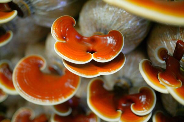 Nấm hồng chi long khánh