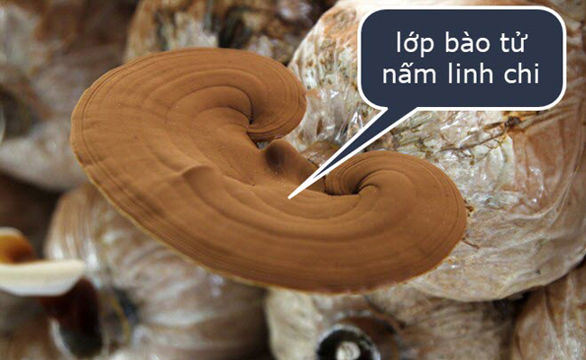 Nấm linh chi đỏ được nuôi trồng