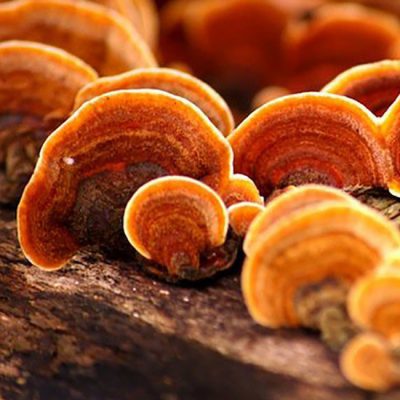 Giá nấm linh chi Việt Nam hiện nay