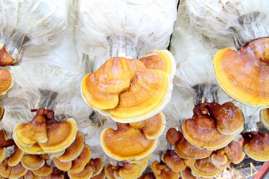 Cách Sử Dụng Nấm Linh Chi Đỏ Việt Nam Hiệu Quả