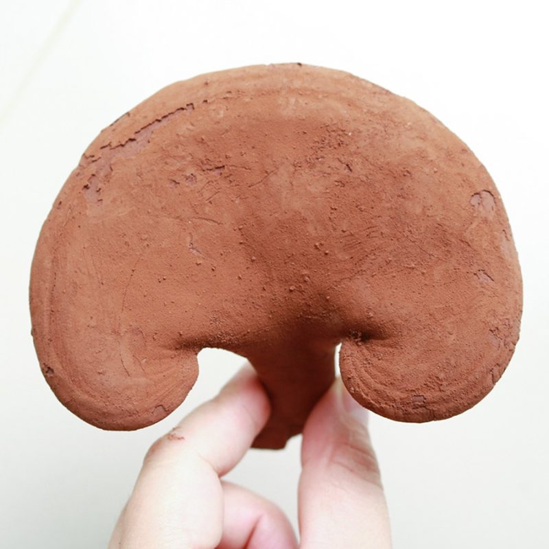 Nấm Linh Chi Đỏ giá bao nhiêu 1kg ?