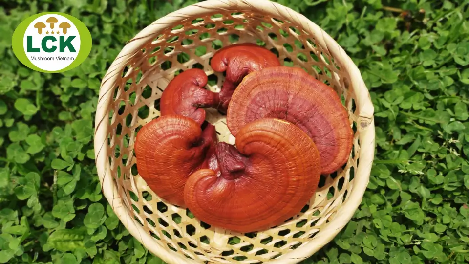 Đại chỉ bán nấm linh chi