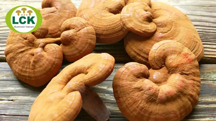 mua nấm linh chi ở đâu tốt