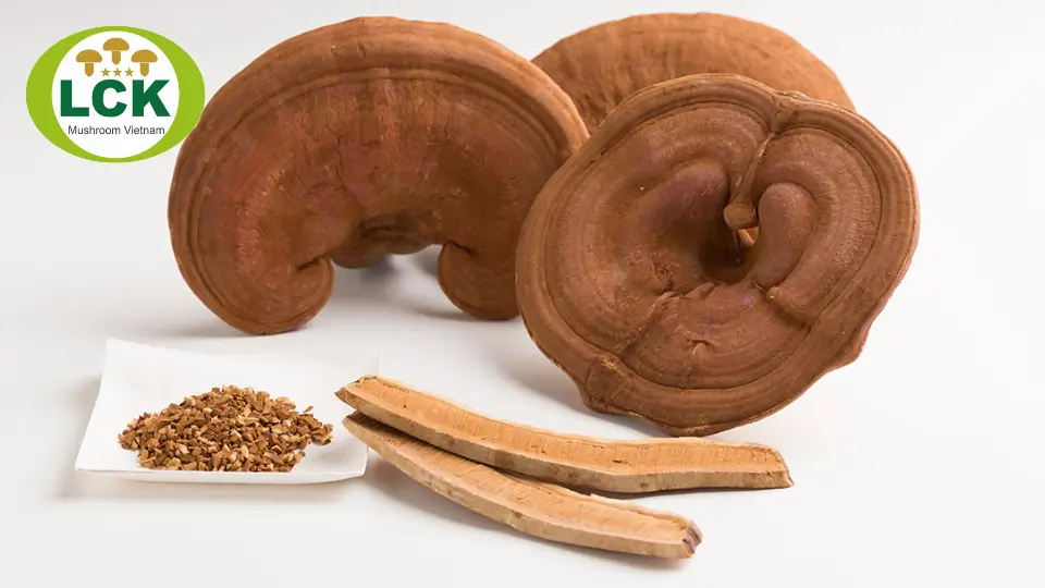 nấm linh chi long khánh