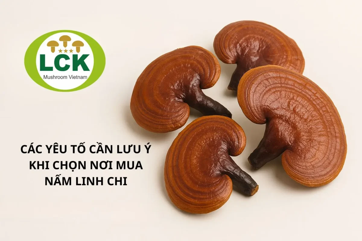 mua nấm linh chi ở đâu tốt – nấm linh chi đỏ chất lượng