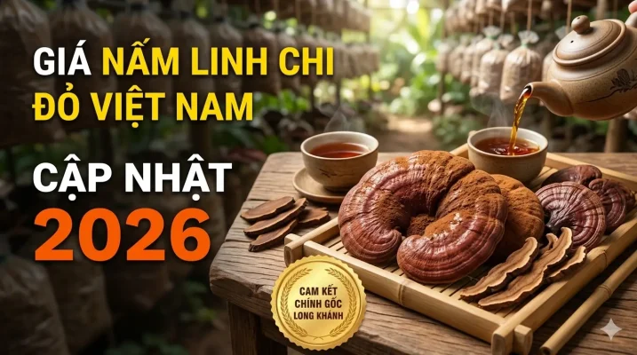 Giá Nấm Linh Chi Đỏ Việt Nam Cập Nhật 2026 Mua Ở Đâu Tốt?