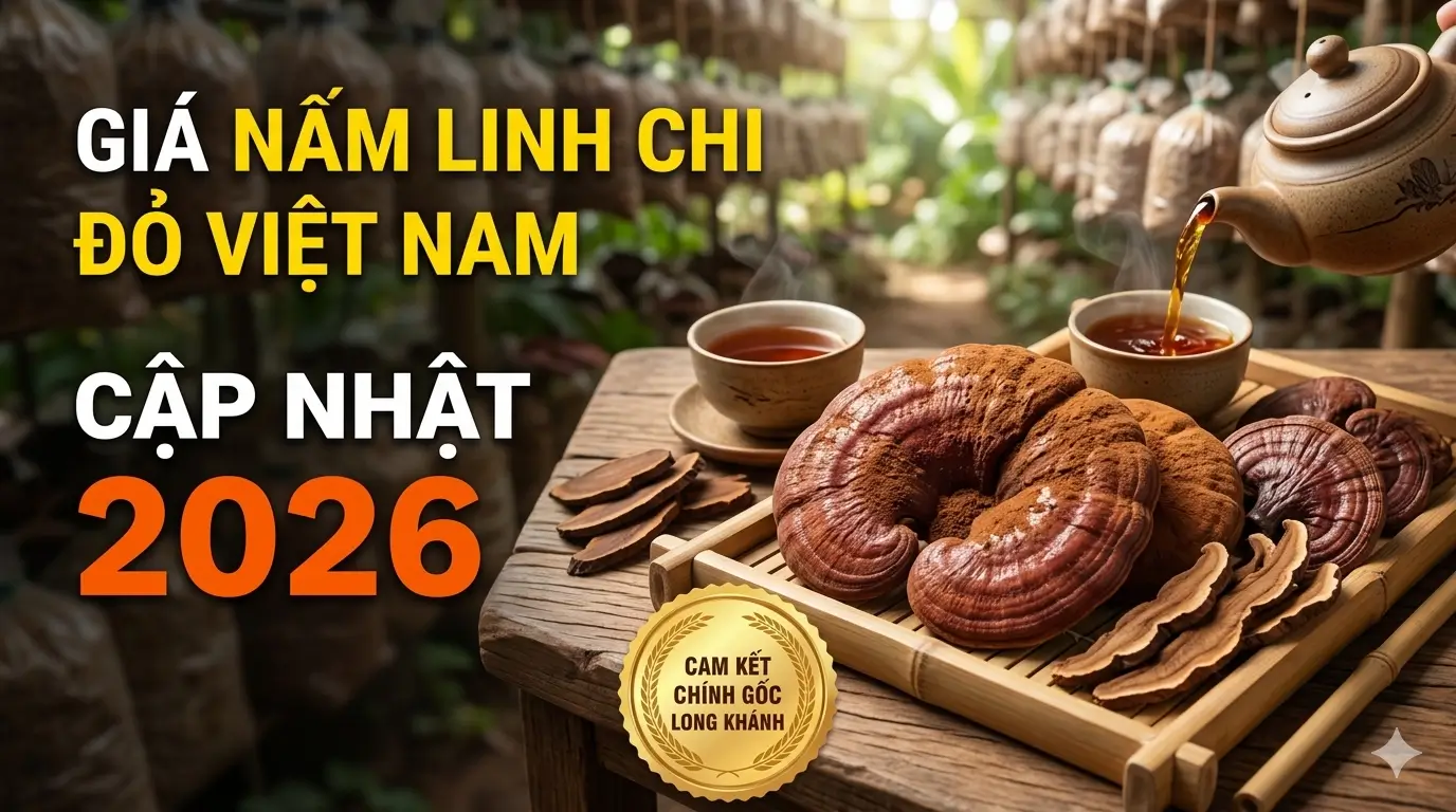 Giá Nấm Linh Chi Đỏ Việt Nam Cập Nhật 2026 Mua Ở Đâu Tốt?